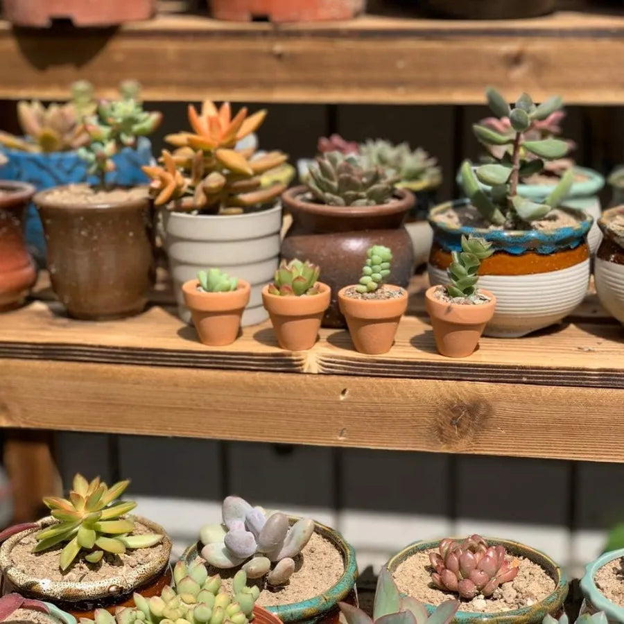 Yishang Mini Terracotta Pots with Drainage Holes - 1.2 inches Succulent Cactus Nursery PlanterTiny Clay Nursery Pots for Indoor