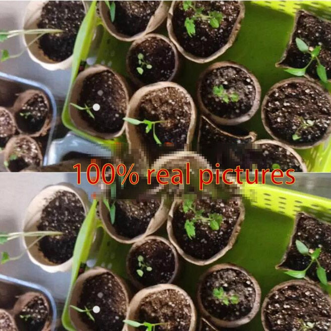 10pcs Paper Plant Nursery Cups