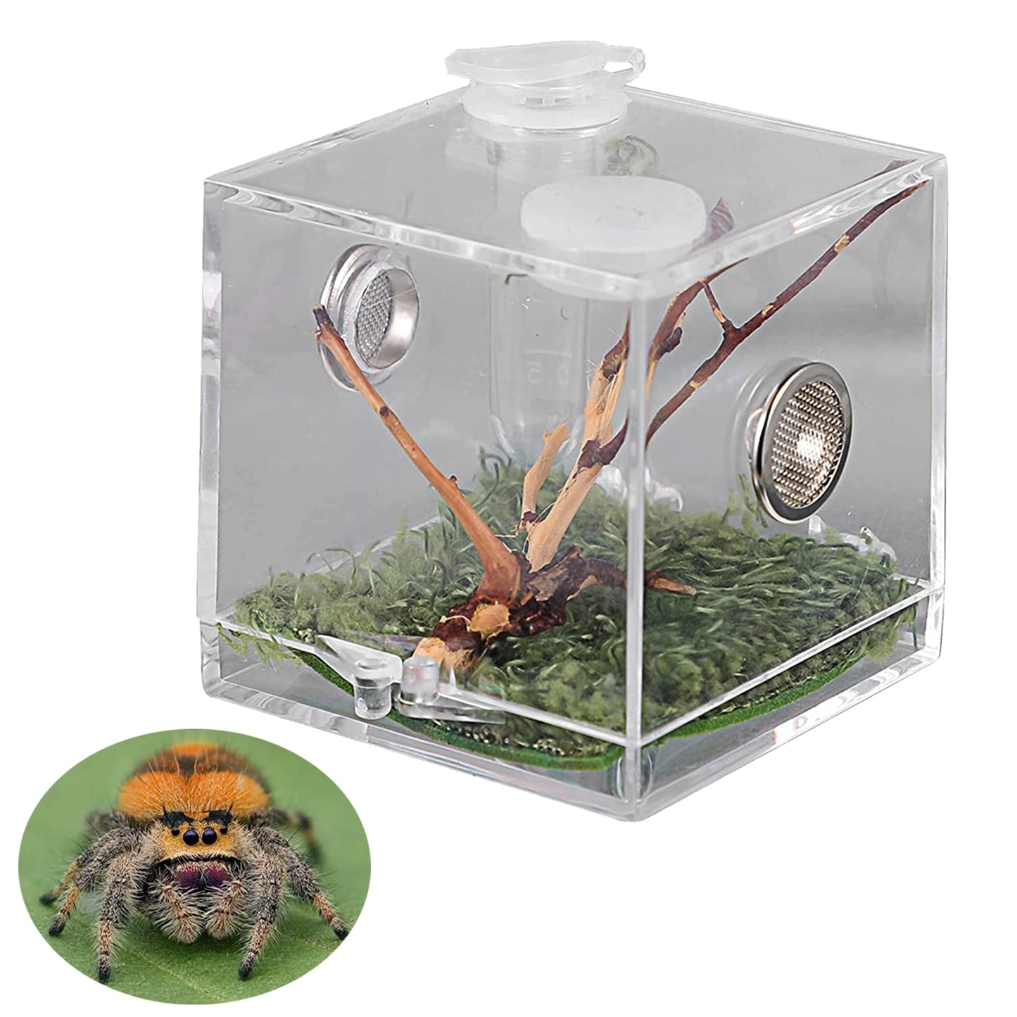 S/M/L Spider Reptile Terrarium Acrylic Reptile Breeding Box Terrarium Accessories Insect Box For Spider Cricket Snail Tarantula